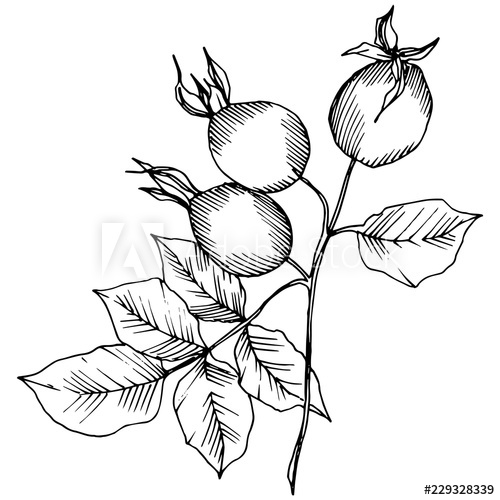 500x500 Wildflower Black And White Ink