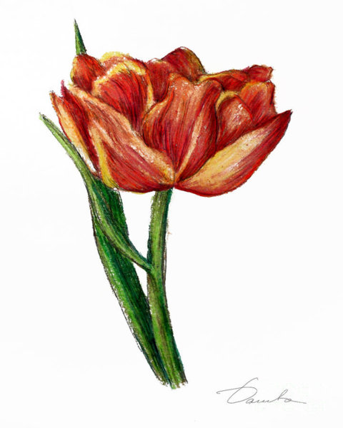 480x600 Wildflower Drawings Fine Art America