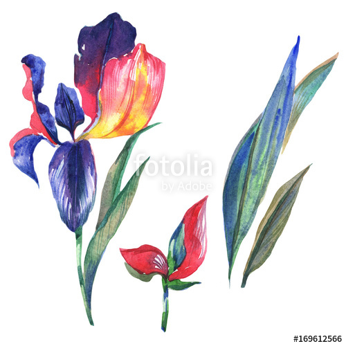 500x500 Wildflower Iris Flower In A Watercolor Style Isolated Full Name