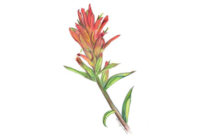 700x450 Another Wildflower Drawing For Inspiration Tattoos Paintbrush