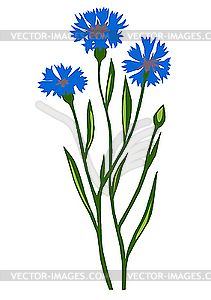 211x300 Blue Cornflower Tattoo