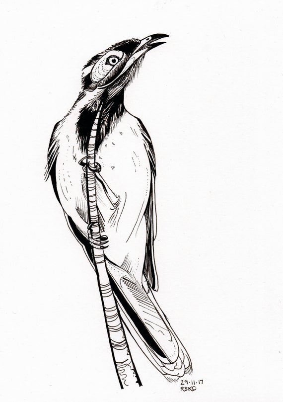 570x809 Original Wildlife Drawing Blue Faced Honeyeater Entomyzon Etsy