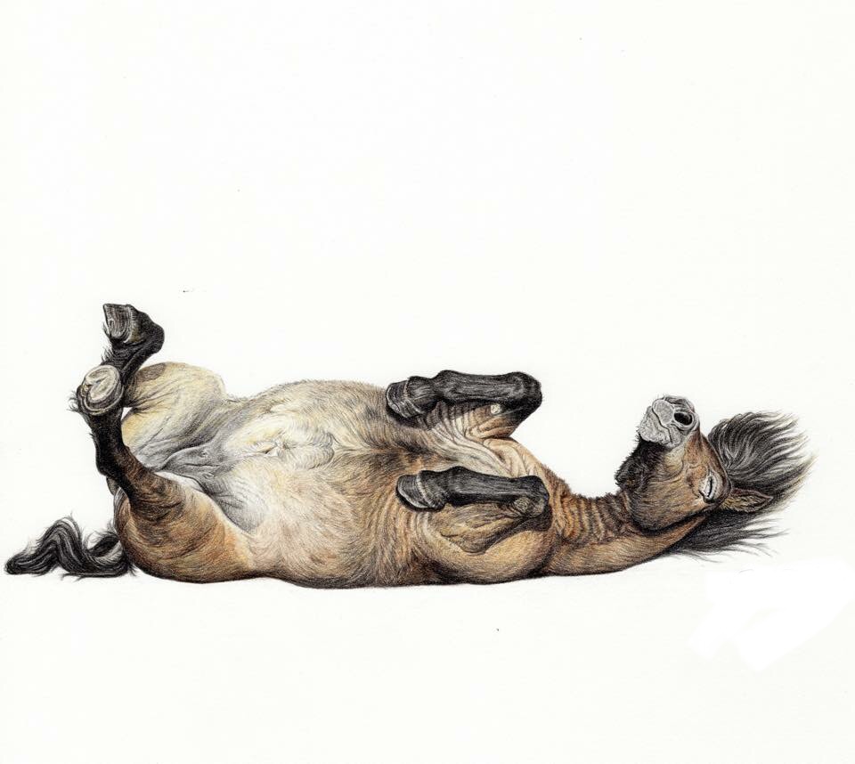 960x858 Sarah Lawson Wildlife Art