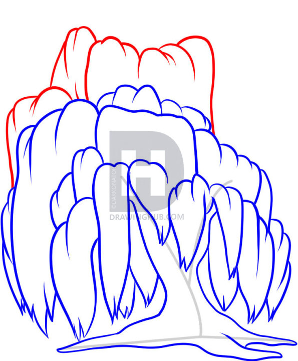 595x720 how to draw a willow tree, weeping willow, step