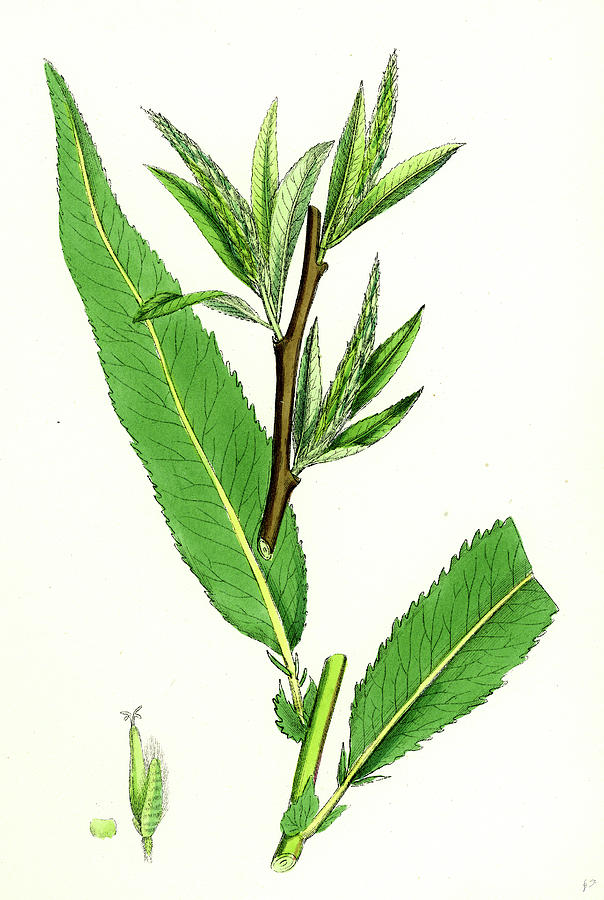 604x900 salix viridis bedford willow drawing