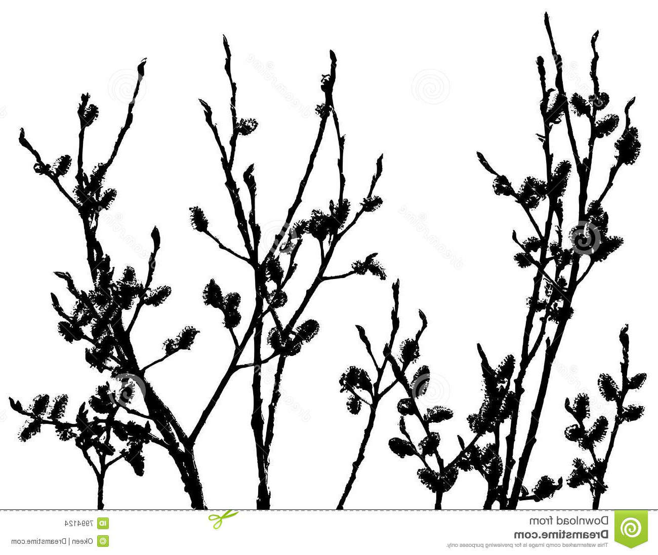 1300x1096 fireweed drawing willow herb for free download