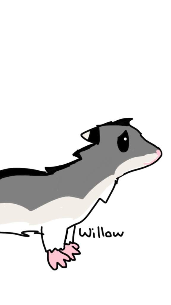 576x1024 Willow Drawing Hamsters! Amino
