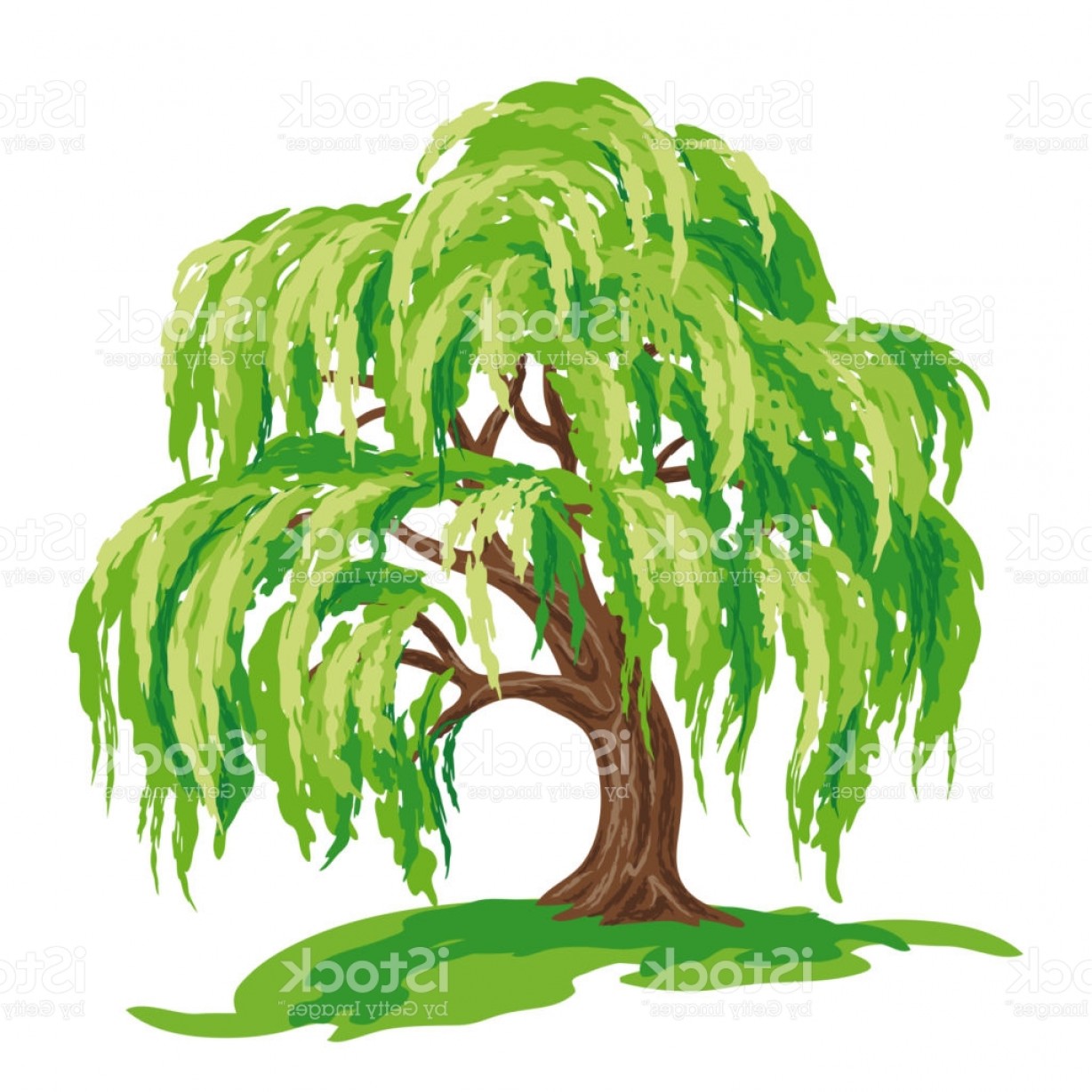 1228x1228 Willow Tree Vector Drawing Gm Soidergi