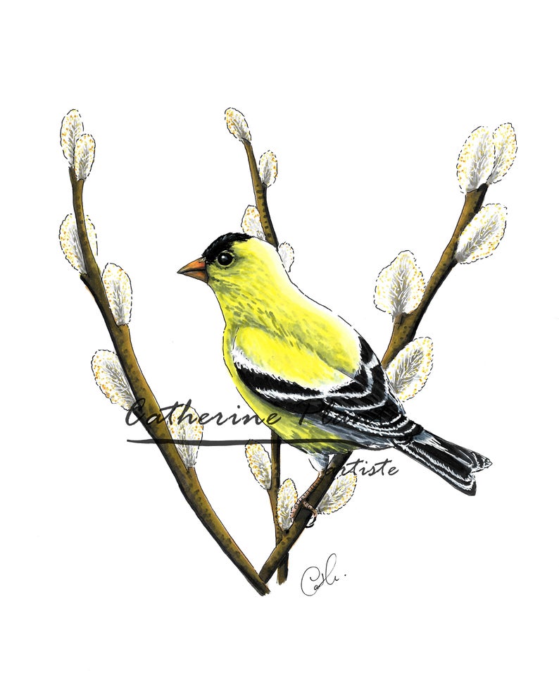 794x989 American Goldfinch On Willow Original X Drawing Ink Etsy