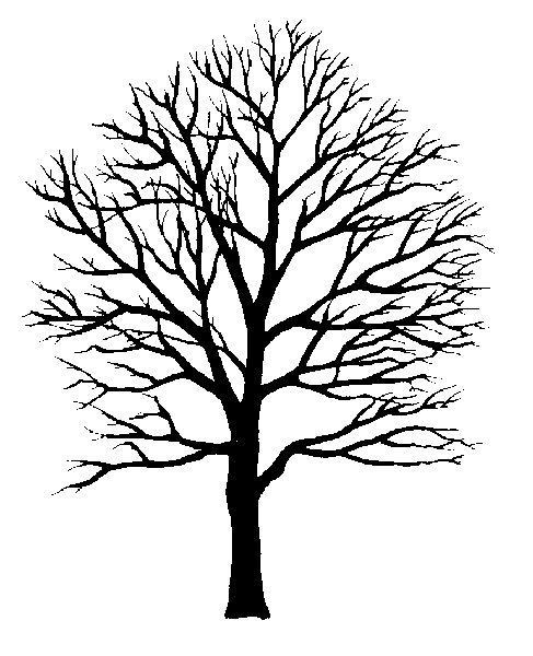 487x600 willow tree branch drawing willow tree clip art royalty free