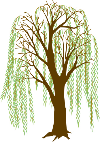 347x494 Willow Tree Leaves Clipart