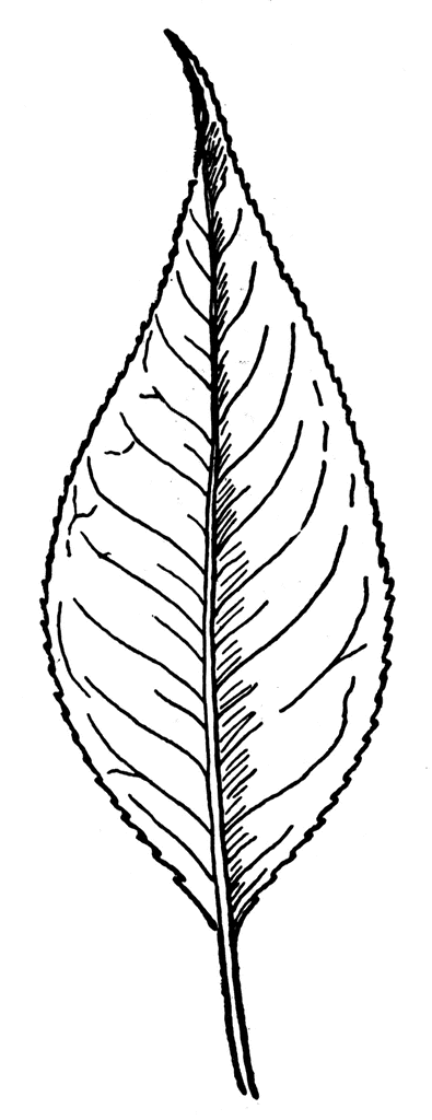 395x1024 Willow Tree Clip Art