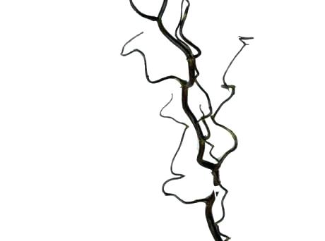 460x342 Corkscrew Willow Branches Dried Tree Actionable Online