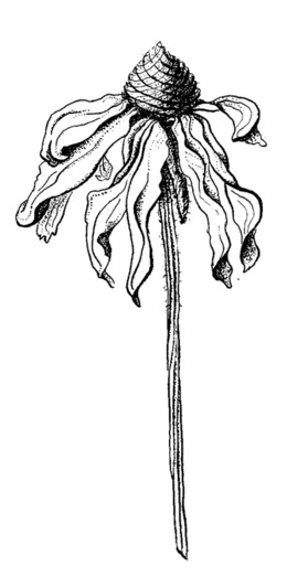 260x532 Flowers Drawing Pictures Pencil Download