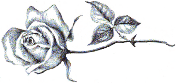 600x283 How To Draw Long Stem Roses With Easy Step