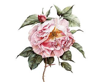 Wilted Rose Drawing | Free download on ClipArtMag
