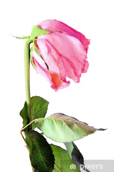 467x700 withered pink rose on white sticker we live to change
