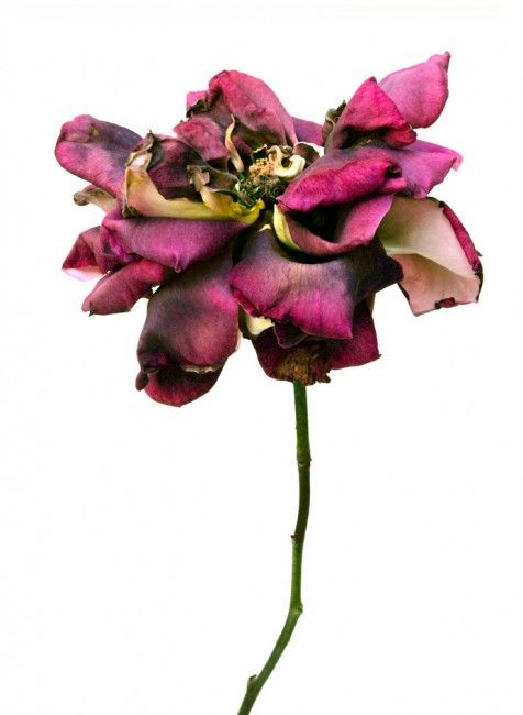 476x650 rachel levy flower power! in dying flowers, wilted