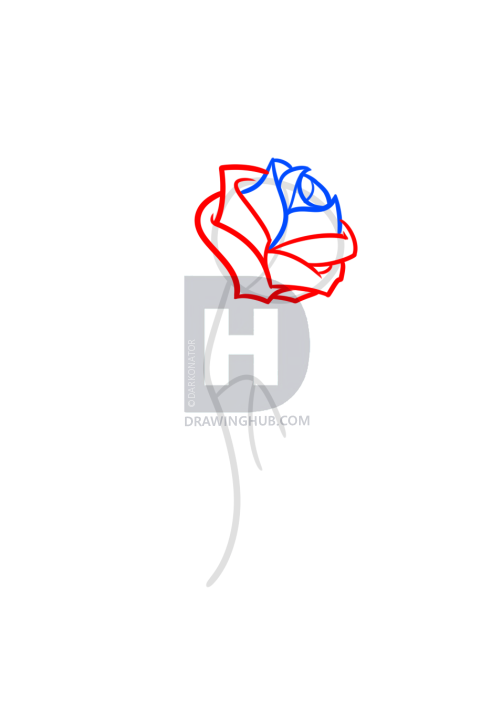 502x719 Beauty And The Beast Rose Drawing, Step