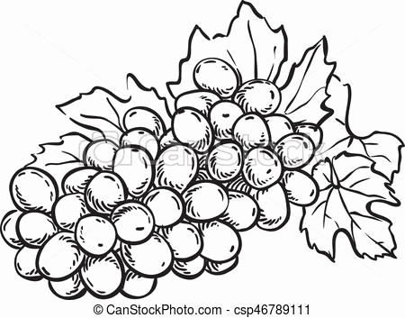 450x353 Grapes Sketch Lovely Water Into Wine An After School Club Sunday