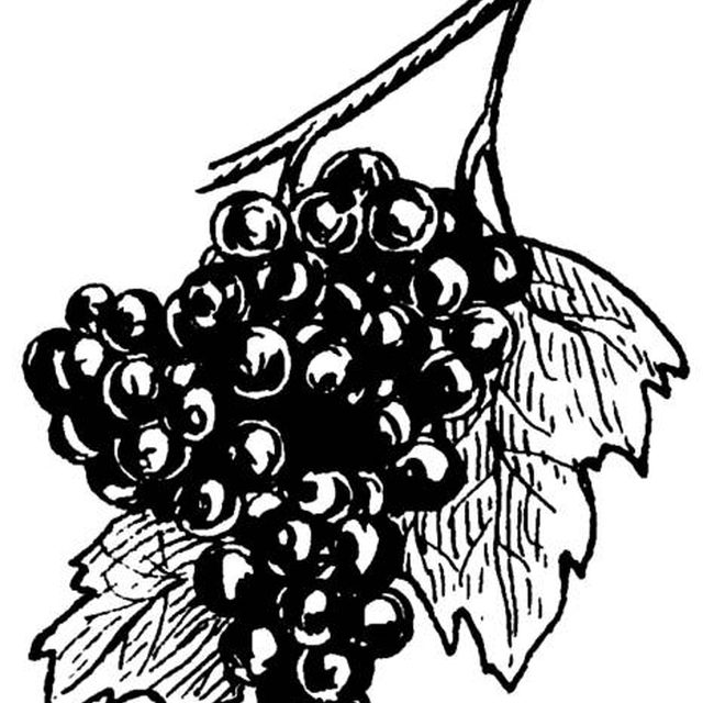 640x640 How To Make Wine High In Alcohol Content Leaftv