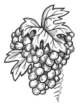348x450 Bunch Of Grapes Freehand Pencil Drawing Isolated On White