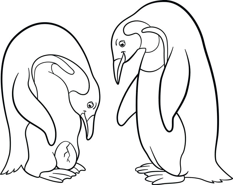 800x634 Baby Penguin And Mother Winter Animal Coloring