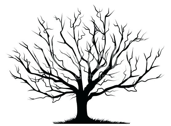 556x410 Drawing Winter Trees Winter Tree Tips For Drawing Pencil Drawing