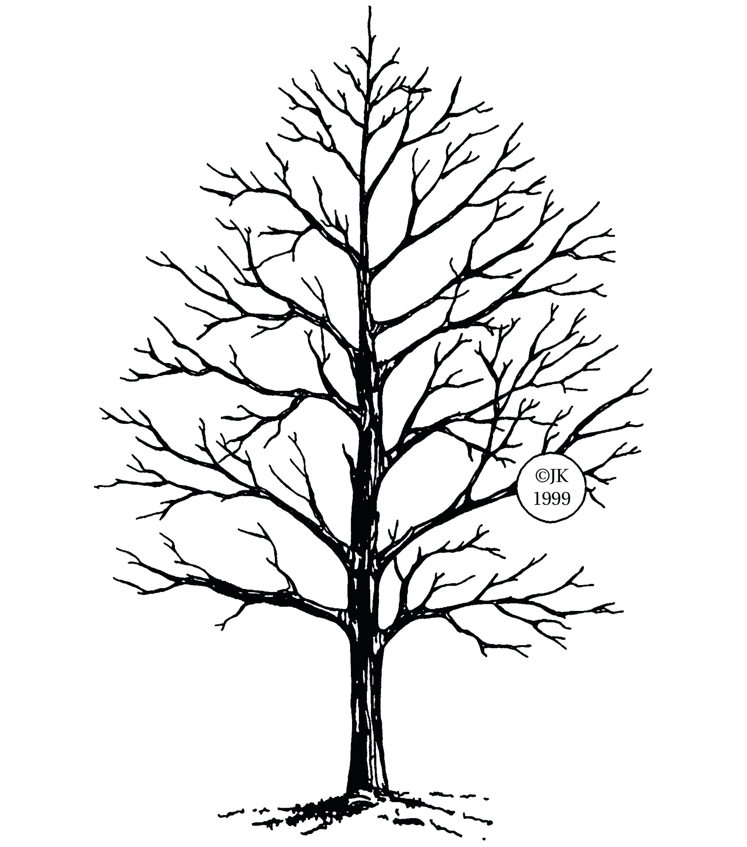 2400x2720 Winter Tree Drawing Oneinnovation Club