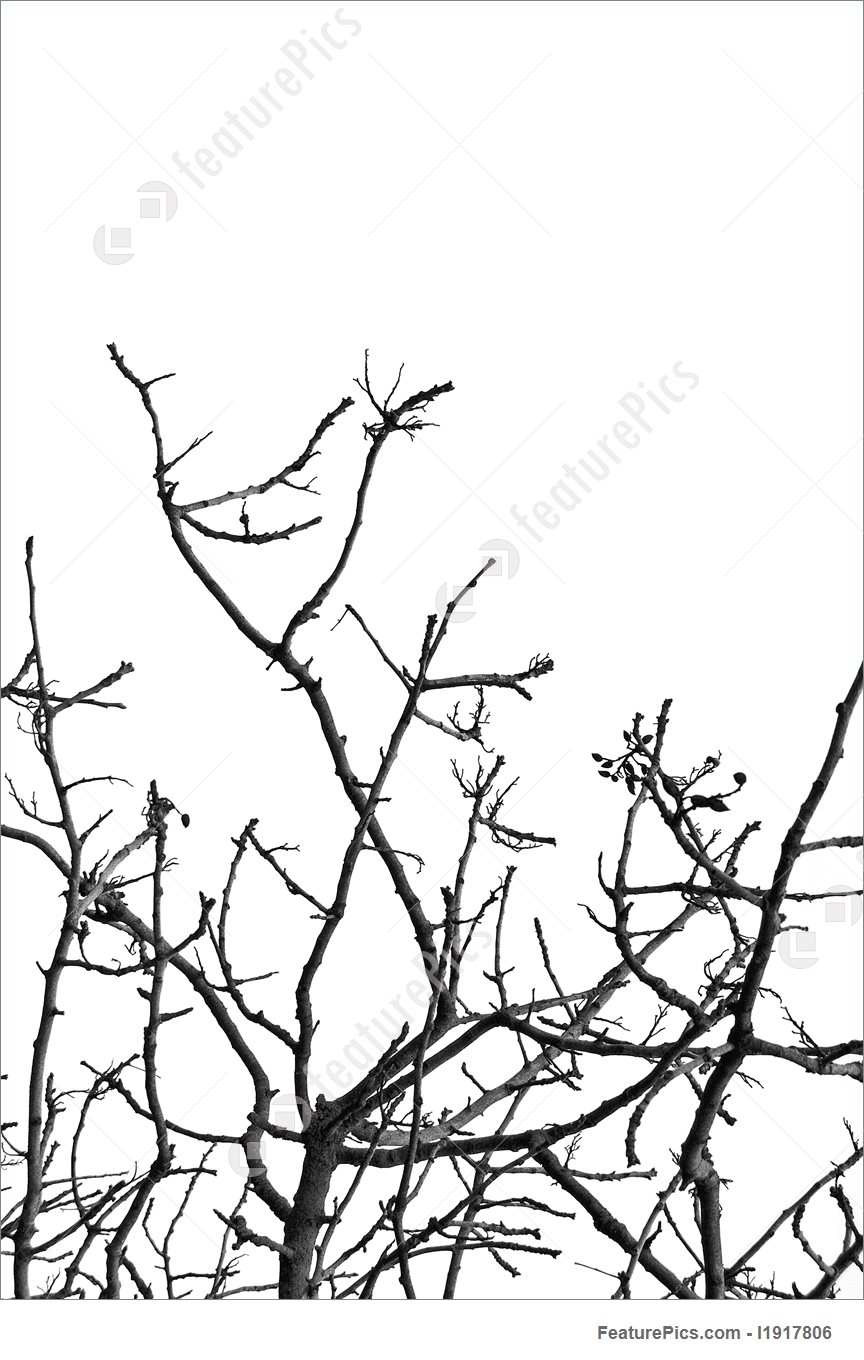 864x1360 Plants Winter Tree