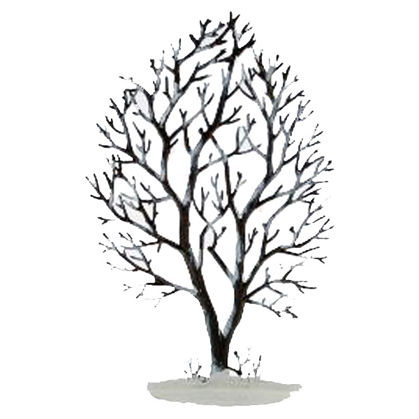 600x600 Slim Winter Tree