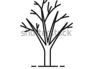 320x240 Tree Without Leaves Drawing Tree Without Leaves Linear Icon Thin