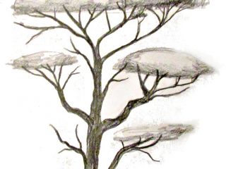 320x240 Drawing Branches Tree How To Draw A Tree Winter Tree Drawing