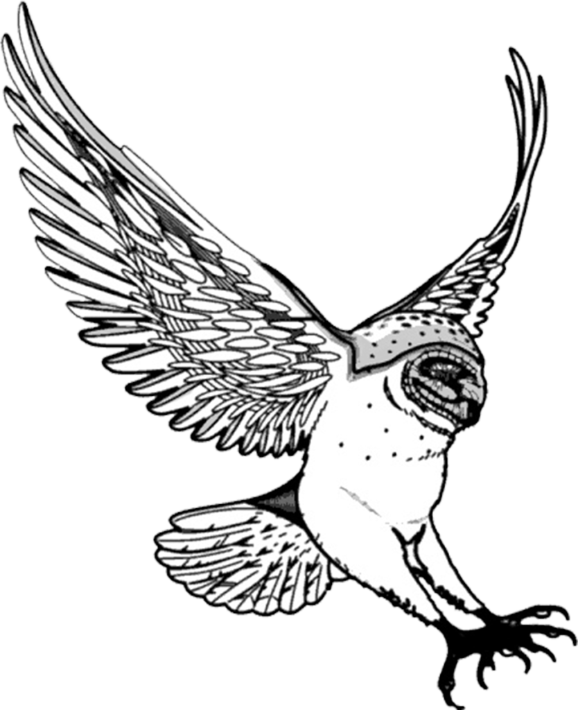 834x1024 Drawing Owls Free Download On Unixtitan