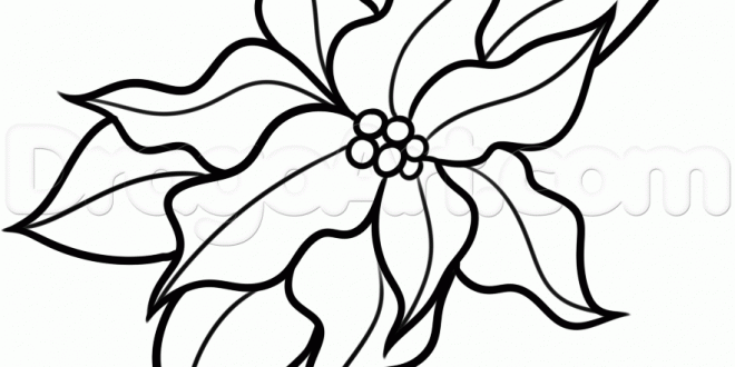 660x330 Christmas Flower Drawings Halloween Holidays Wizard