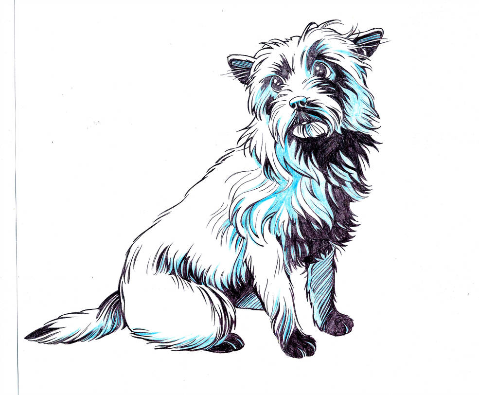 985x812 wizard of oz toto