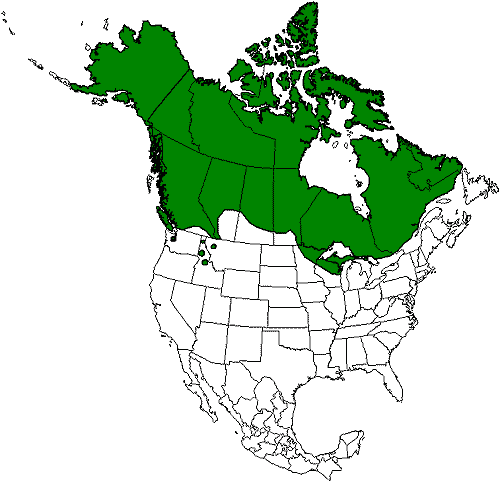 500x482 Evolution Of Wolves