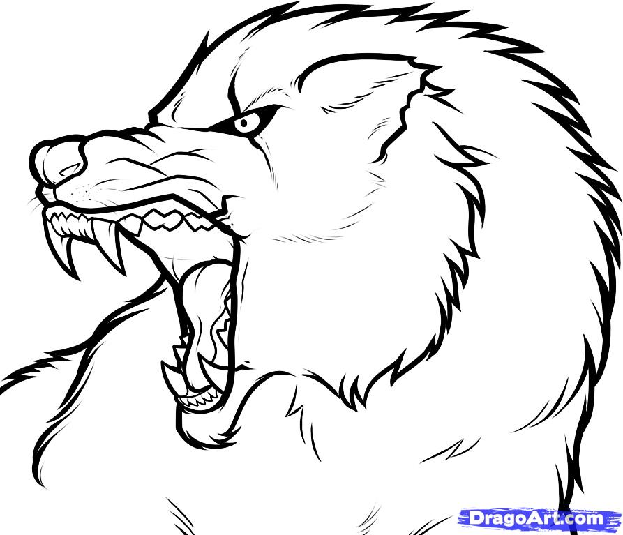 893x767 How To Draw An Angry Wolf, Angry Wolf, Step