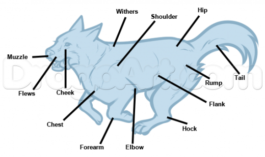520x309 Learn Wolf Anatomy Drawing, Forest Animals, Animals, Free Step