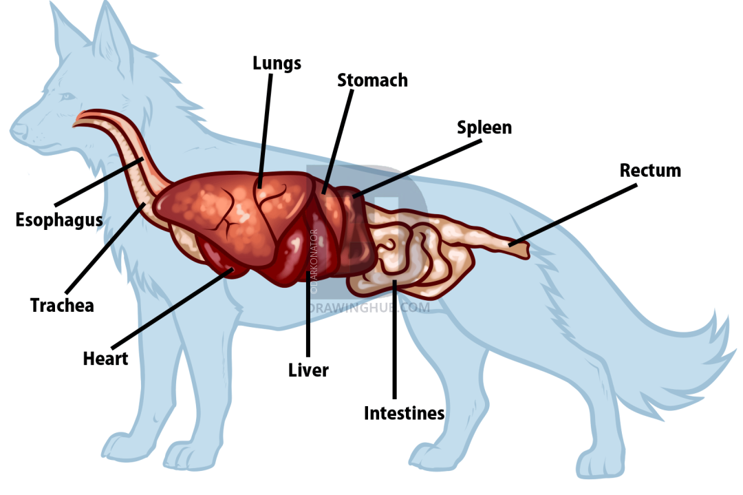 1080x719 Wolf Anatomy Drawing, Step