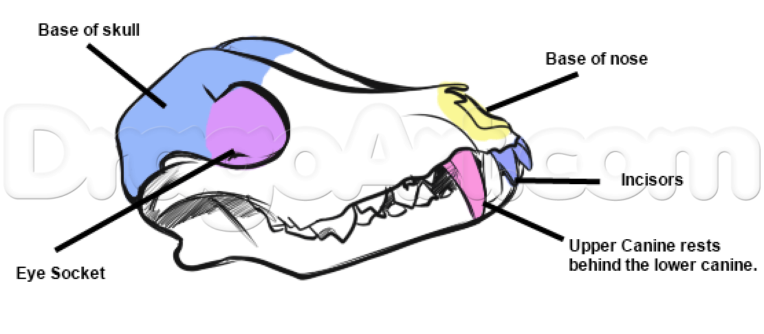 1111x486 Wolf Anatomy Drawing, Step