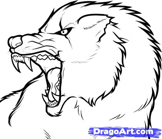 520x446 Step How To Draw An Angry Wolf, Angry Wolf