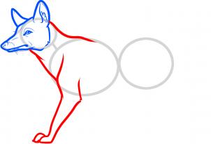 302x207 How To Draw How To Draw A Tasmanian Tiger, Tasmanian Wolf
