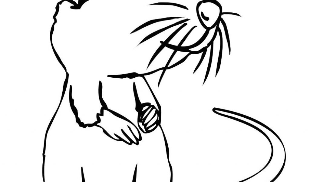 1024x600 Wolf Drawing On Computer Rat Cartoon Drawing In Steps