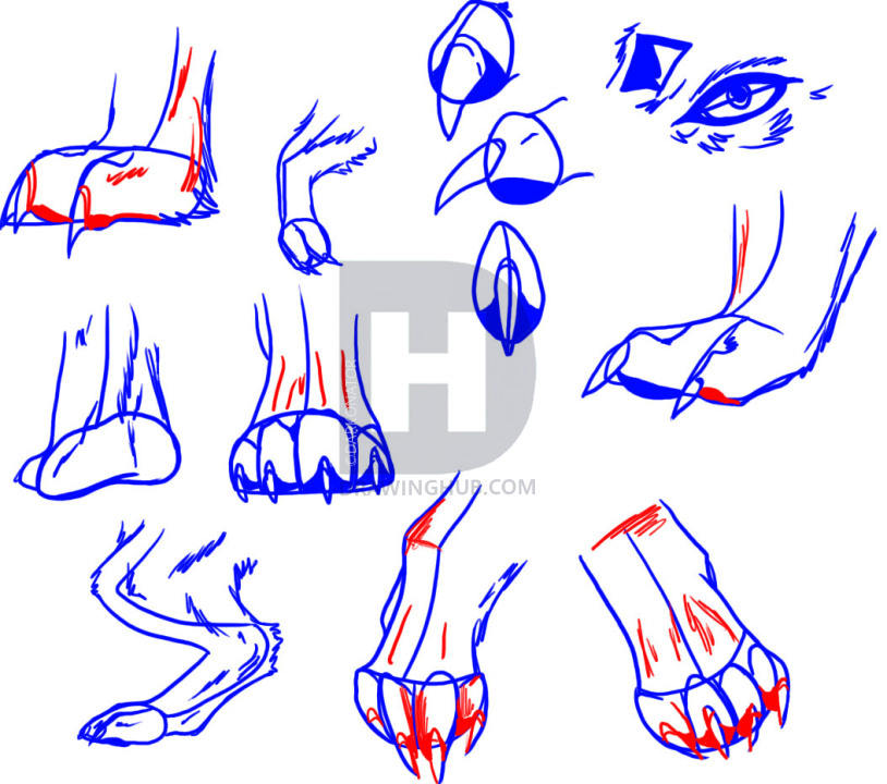 814x720 How To Draw Wolf Paws, Step
