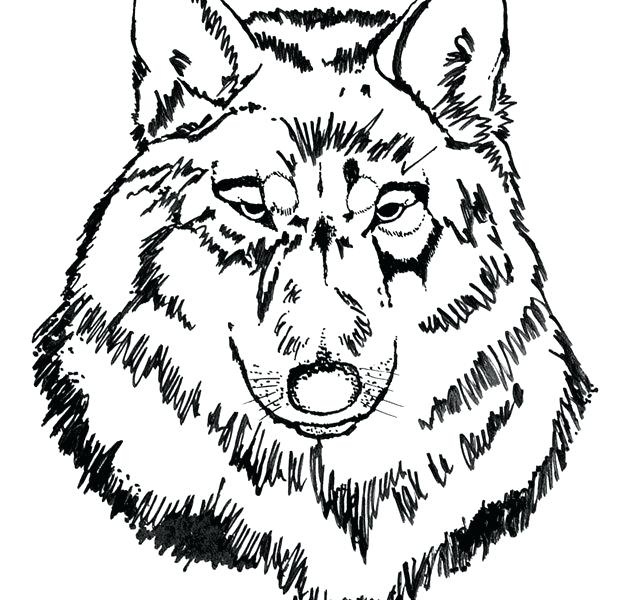 638x600 Wolf Coloring Book Online Coloring Template Tag