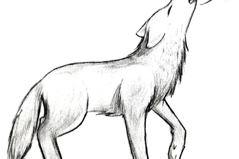817x544 Easy Drawing Of A Wolf How Easy Drawing Wolves