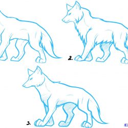 250x250 Wolf Cartoon Line Drawing Step