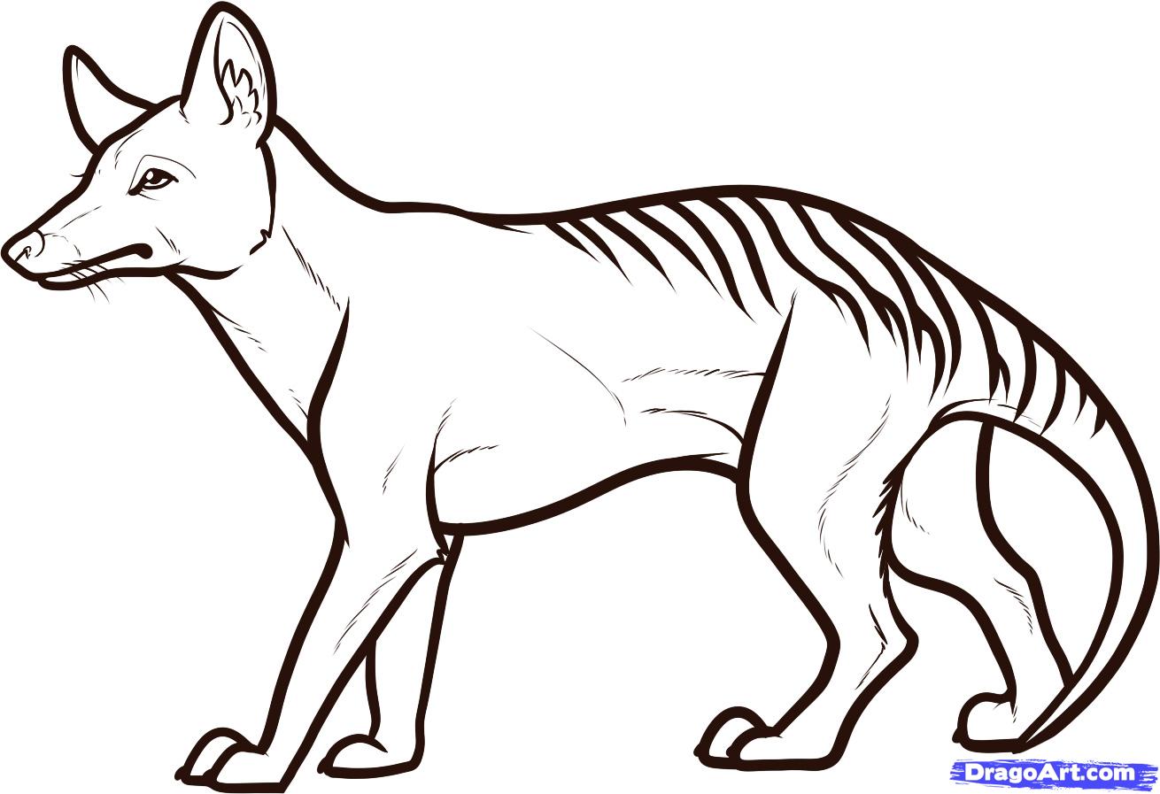 1310x897 Step How To Draw A Tasmanian Tiger, Tasmanian Wolf