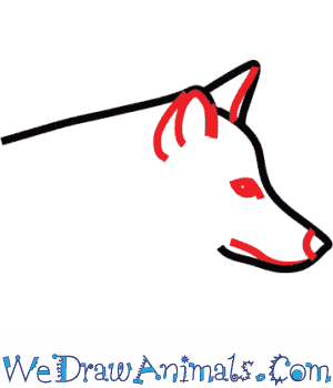 300x350 How To Draw A Mexican Wolf